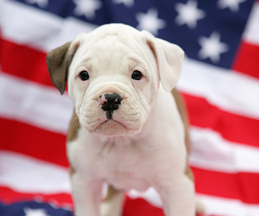 The 4th of July is a dangerous time for pets, so here’s how to keep them safe