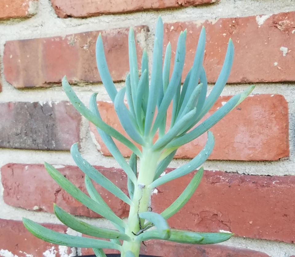 Succulent Blue Chalk Sticks make a great vertical statement that displays bluish foliage.