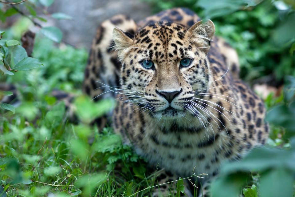 The rare Amur leopard - ©2009 by AY Images / Anna Yu