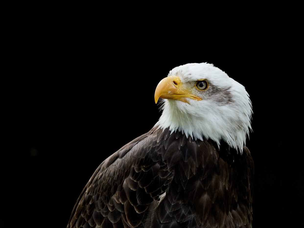 A bald eagle looks over