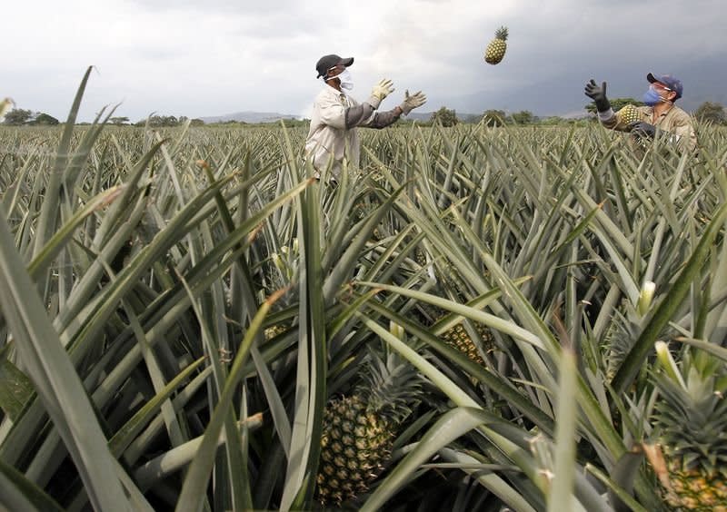 Men work on a crop of pineapples in Pradera in this February 5, 2014 file photo. Scientists on November 2, 2015, said they have sequenced the genome of the pineapple, learning about the genetic underpinning of the plant's drought tolerance and special form of photosynthesis, the process plants use to convert light into chemical energy.  REUTERS/Jaime Saldarriaga/Files