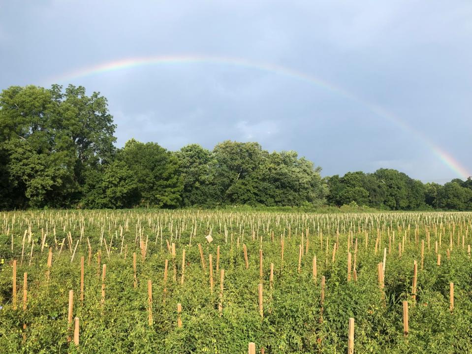 Tomato crops on Steve Beltram's farm in West Asheville near the banks of Hominy Creek.