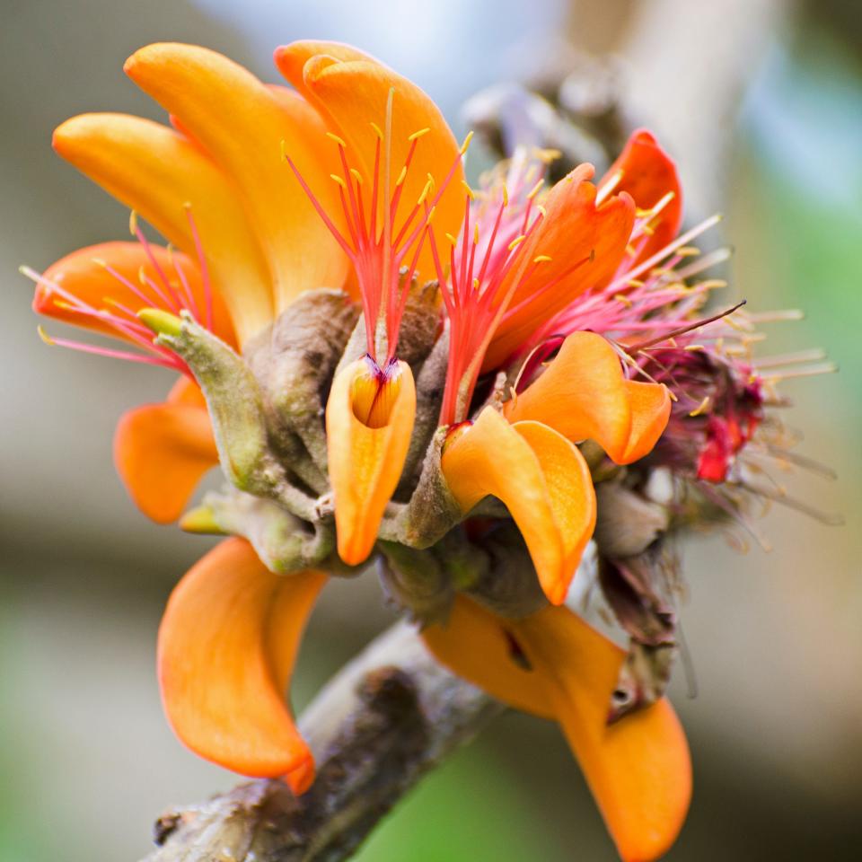 Wiliwili is endemic to the Hawaiian Islands.