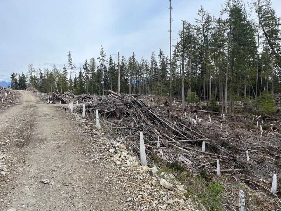 Slash pile at the side of the a logging road.