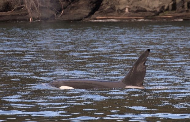 Pacific Whale Watch Association