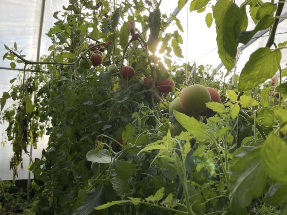 Tomato plants grow in a passive solar greenhouse at Fresh Pal Farms near Olds, Alta., in early December 2021. Last year, it produced more than 13,000 kilograms of tomatoes alone, while relying on no heat source other than the heat from the sun. (Bryan Labby/CBC - image credit)