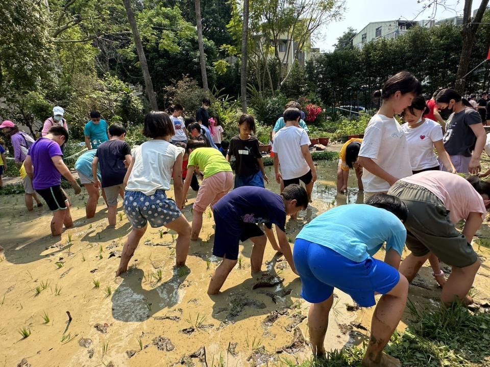 螢橋國小今年春耕插秧選用「台南11號」秧苗