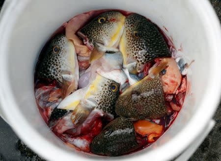 Heads of discarded pufferfish are seen near Ohara port in Isumi, east of Tokyo, Japan November 21, 2018. REUTERS/Issei Kato