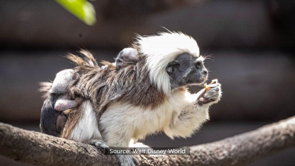 The pair are clinging tightly to their parents as they explore their new home on Discovery Island.