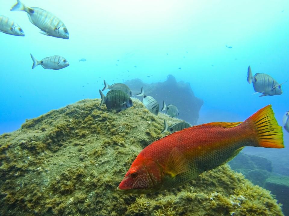 Madeira marina life fish underwater diving