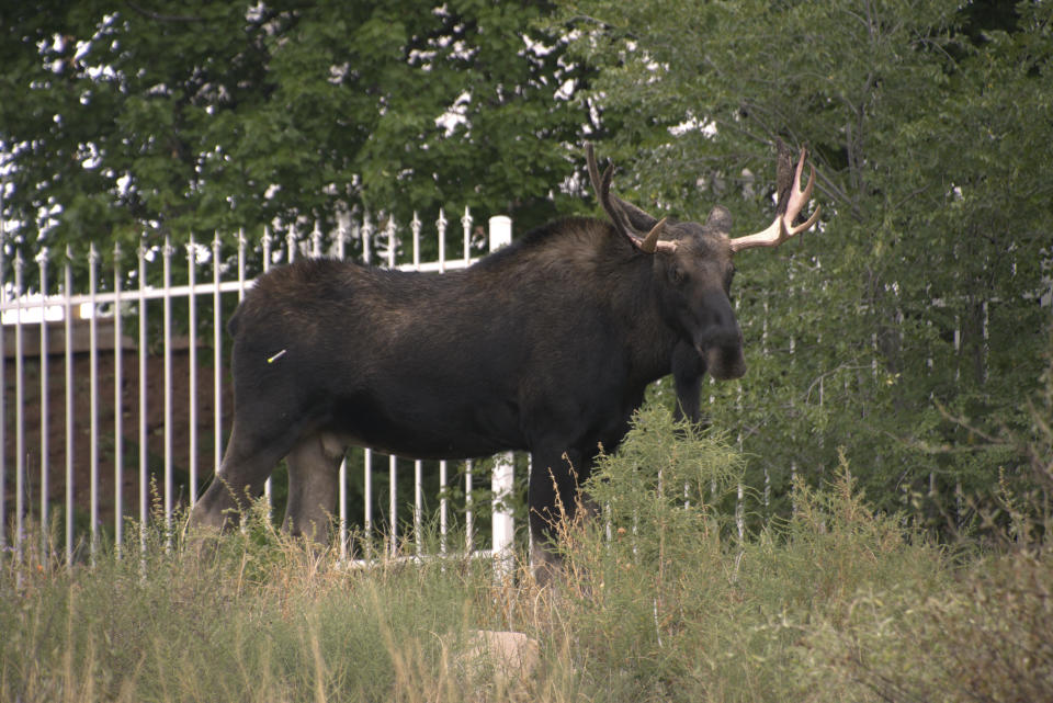 This photo provided by the New Mexico Department of Game and Fish shows a bull moose in Santa Fe, N.M. on Tuesday, Sept. 12, 2023. Authorities say the wandering bull moose was captured and relocated to a suitable habitat after it was first spotted Tuesday morning. (New Mexico Department of Game and Fish via AP)