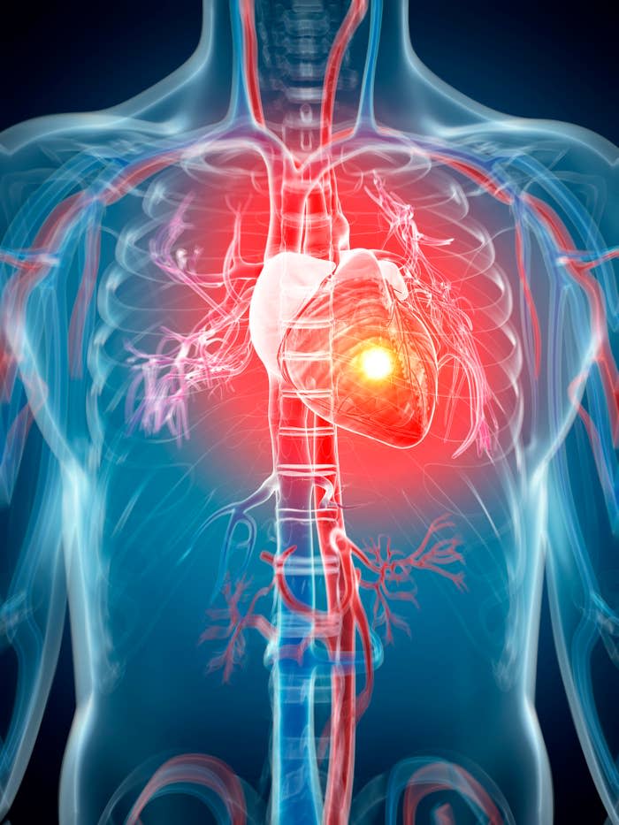 Illustration of a human cardiovascular system focusing on the heart