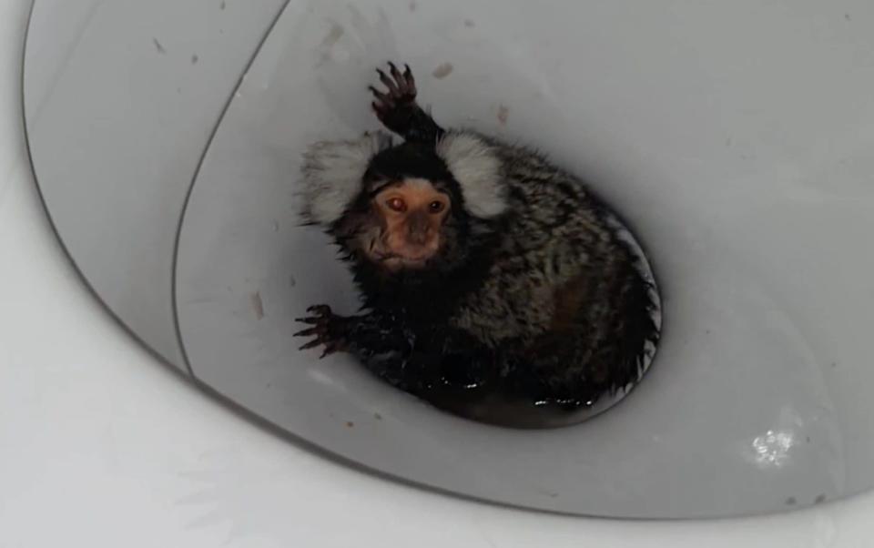 The monkey clings onto the bowl of the lavatory - Wales News Service