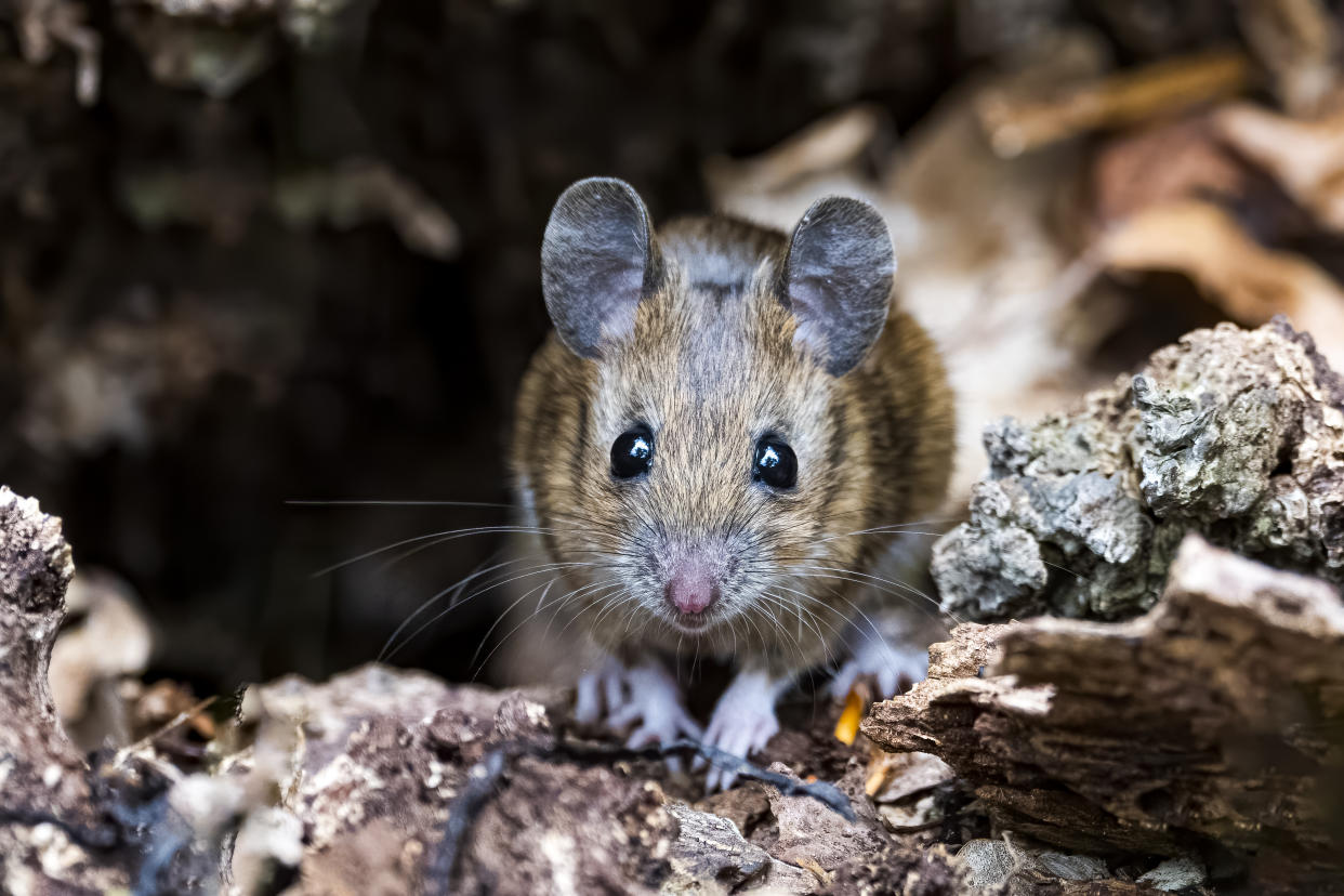  A brown mouse standing on wood chips. 