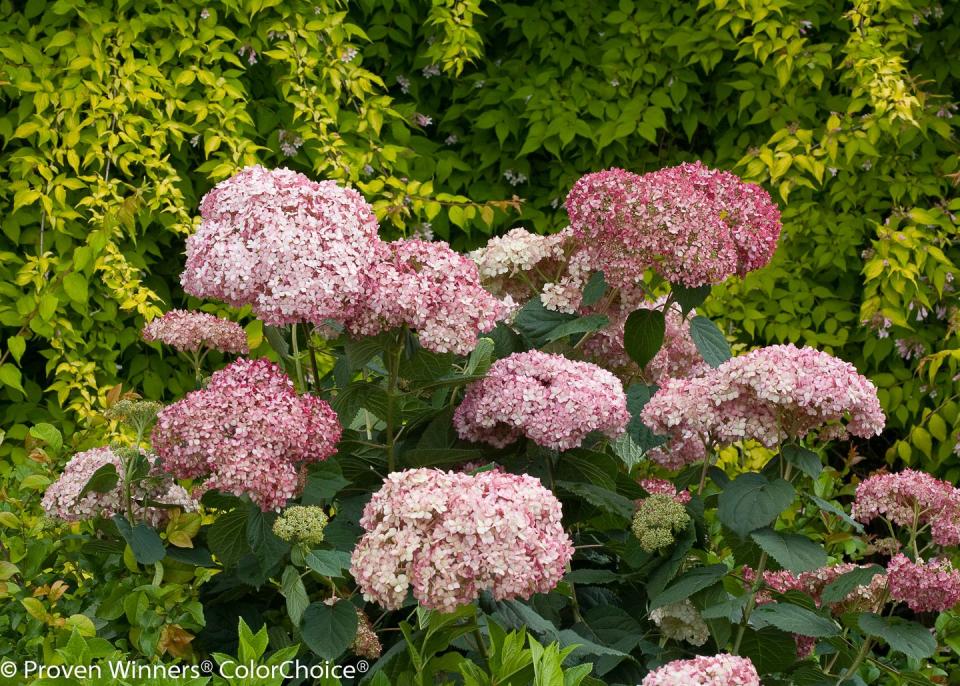 Flower, Flowering plant, Plant, Spotted Joe pye Weed, Hydrangeaceae, Hydrangea, Pink, Botany, Shrub, Garden, 