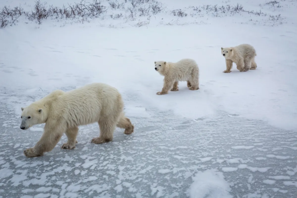 母熊只能在冰上找食物，所以在沒冰的夏天她無法狩獵，這使得給小熊餵奶變得特別困難。 （圖／PBI）
