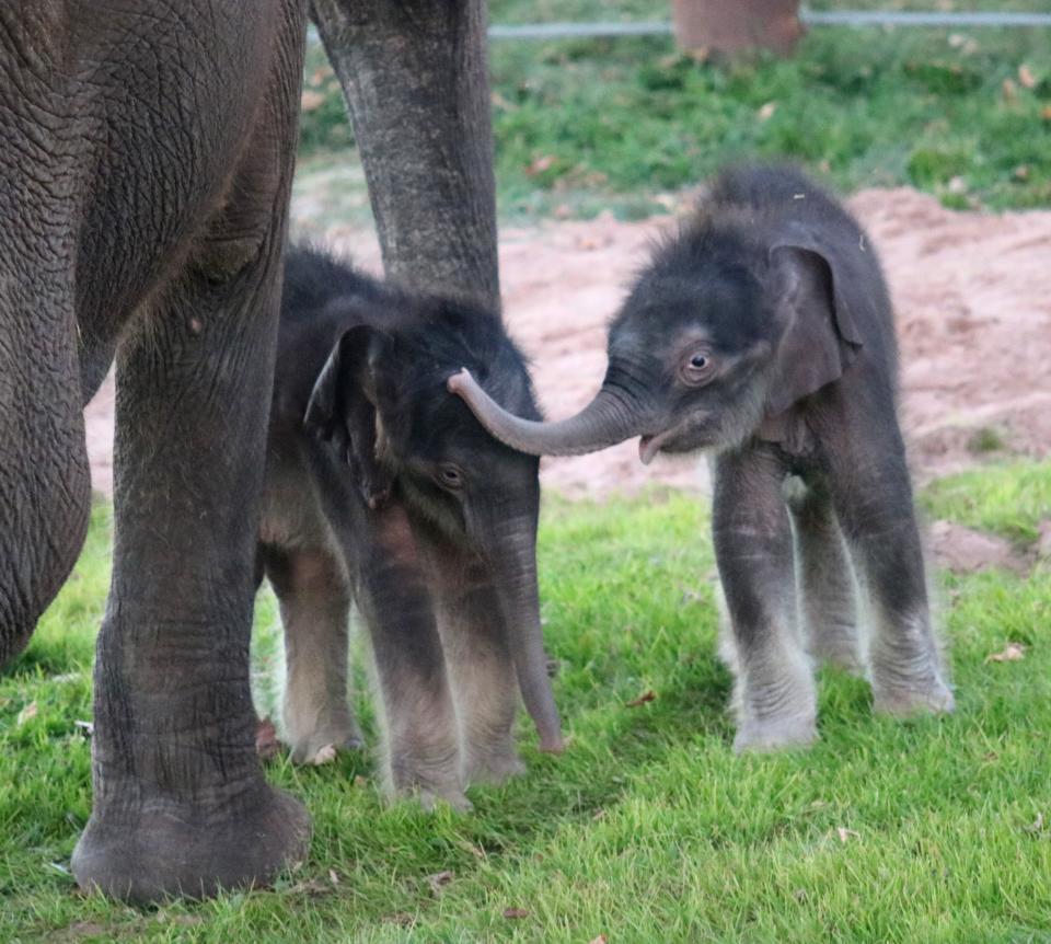 The Rosamond Gifford Zoo in Syracuse announced the birth of rare Asian elephant twins. The male twins were born in October and weighed in at 220 and 237 pounds. This historic event is the first successful birth of twin Asian elephant outside of their range countries in Asia and Africa.