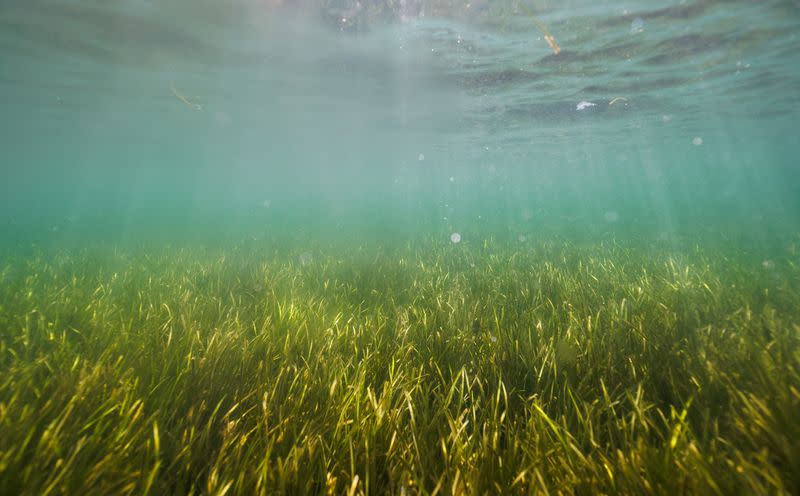 The Wider Image: In Baltic Sea, citizen divers restore seagrass to fight climate change