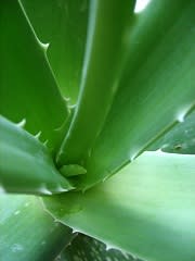 healing properties of aloe vera