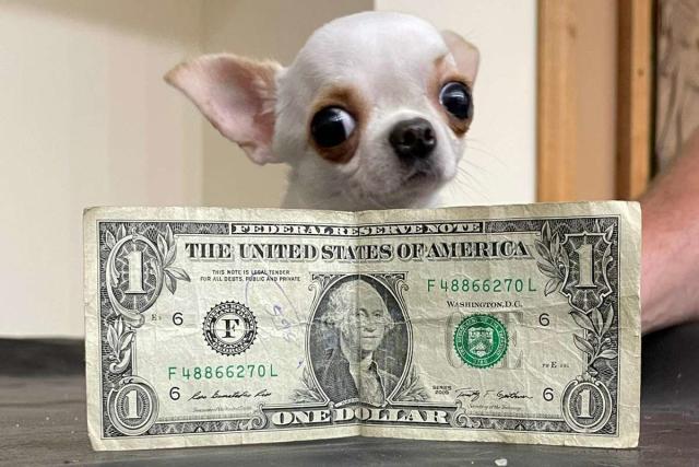 Tiny Chihuahua About the Size of a Dollar Bill Rightly Earns