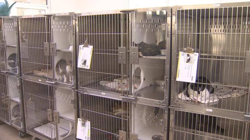 The shelter is currently caring for more than 500 animals.