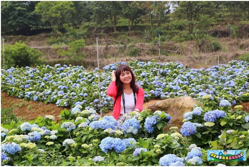 新北市萬里｜高家繡球花