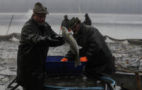 In this picture taken on Thursday, Nov. 15, 2018, fisherman separates pike-perch from the catch, mostly carp, during the traditional fish haul of the Krcin pond near the village of Mazelov, Czech Republic. Czechs will have to pay more for their traditional Christmas delicacy this year after a serious drought devastated the carp population this year. (AP Photo/Petr David Josek)