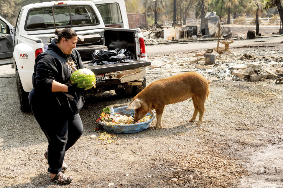 Gina Souza feeds her neighbor's pigs following the LNU Lightning Complex fires in Napa County, Calif. on Monday, Aug. 24, 2020. Souza, who stayed behind after authorities issued evacuation orders and saved her home, was caring for neighbors' animals until they can return. (AP Photo/Noah Berger)