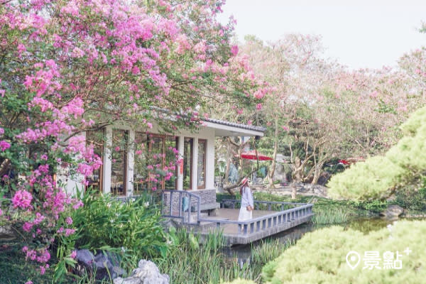 粉紅紫薇花海綻放 秒飛日本庭園美術花園