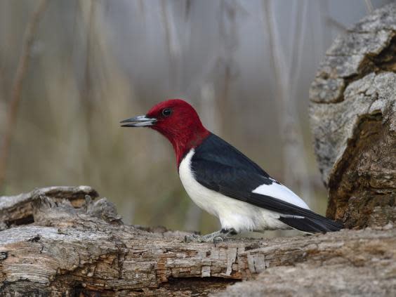 Lessons of a birder: What humans can learn from the airborne creatures