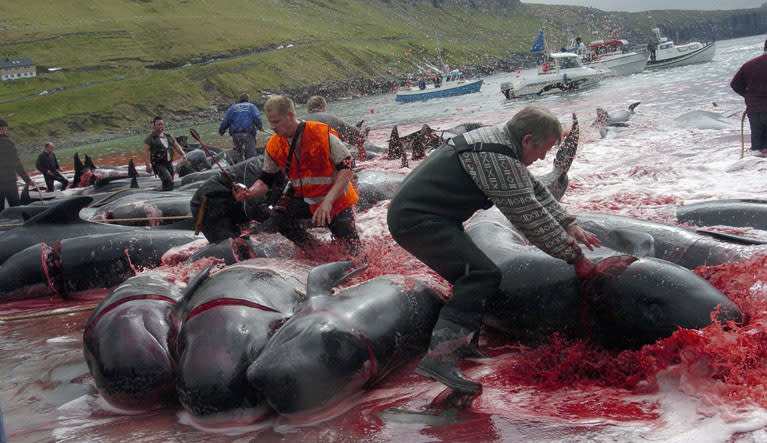 Matanza de ballenas en Islas Feroe