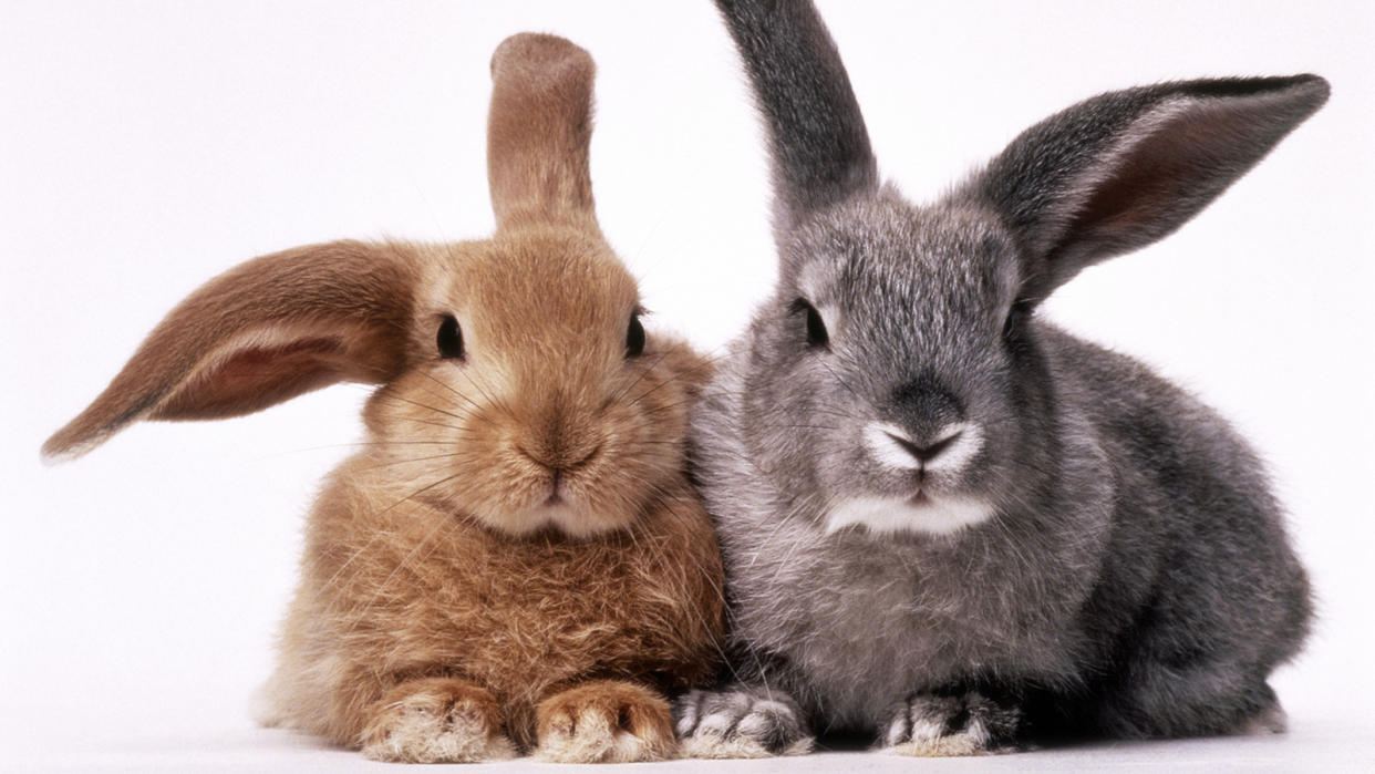 Only bunny. Два кролика. Два зайца. Заяц и кролик. Зайчик кролик.