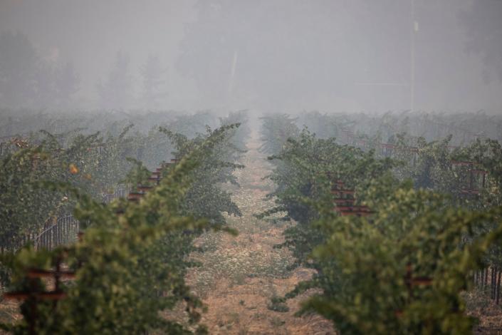Thick smoke from the Glass Fire settles among the rows of grapes at Wolleson Vineyard in California.