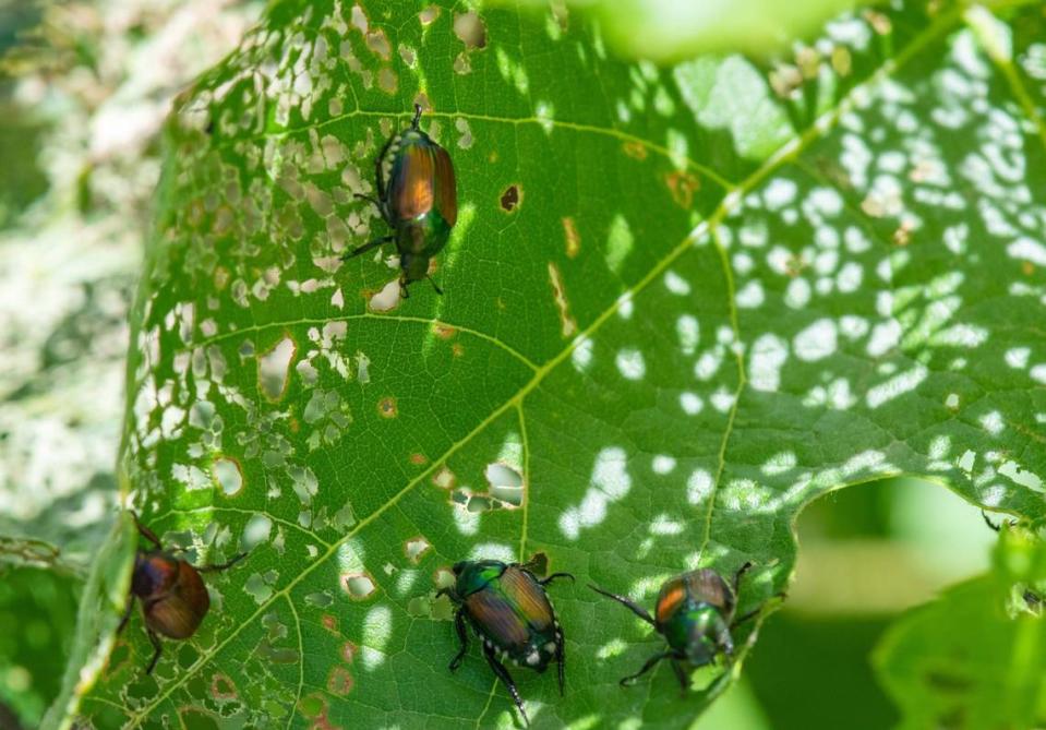 Japanese beetles feed on about 300 plants, including roses and grapes. Washington state Department of Agriculture