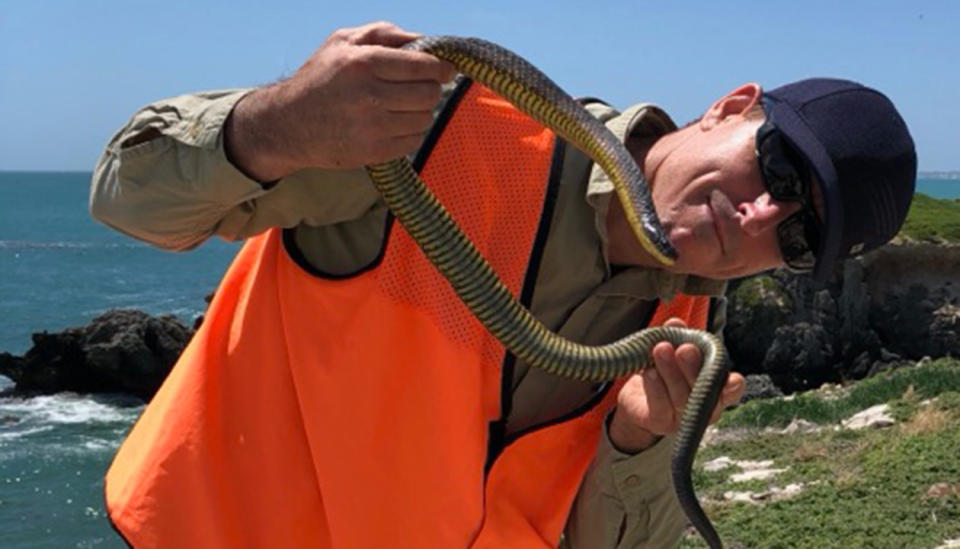 Dr Ladyman holding a tiger snake on the island. Source: Supplied/Mitchell Ladyman