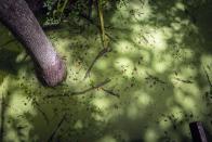 This photo provided by the University of Maryland shows the 115-acre wetland swamp inside the Whooping Crane Pond Conservancy on Hilton Head Island, South Carolina. It is kept healthy with five feet of reclaimed freshwater annually. Without the freshwater boost to rainfall, vegetation could die as saltwater invades. (Hunter Musi/Stanford University via AP)