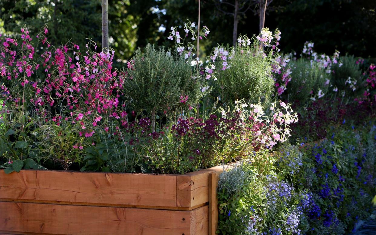 Flowers at Hampton Court Flower Show - Clara Molden