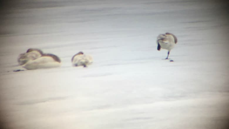 Kayakers frighten swans at important feeding habitat in Yukon