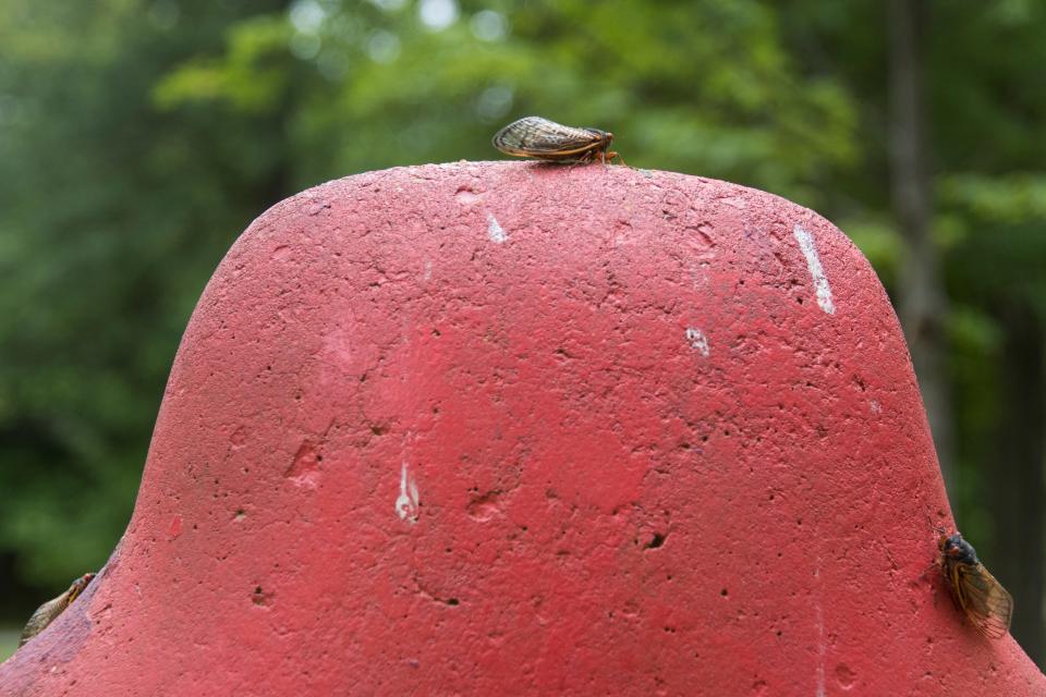 Cicadas crawl on playground equipment at Phillips Park in Newark Monday, May 24, 2021.