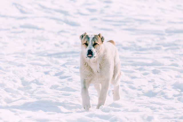 <p>Getty Images/oxygen</p> Central Asian Shepherd Dogs is a great guard dog.