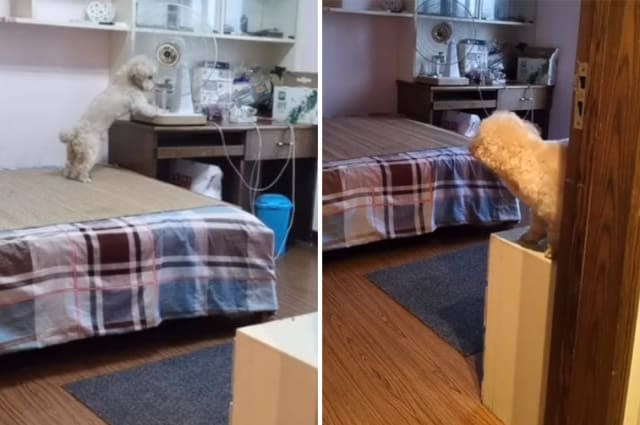 Intelligent dog completes its bedtime routine as instructed by owner