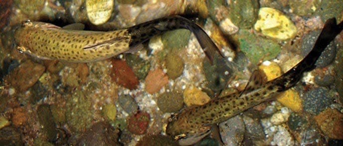 This rainbow trout displays the characteristic black tail and skeletal deformities indicative of whirling disease. (Stephen Atkinson/Oregon State University - image credit)