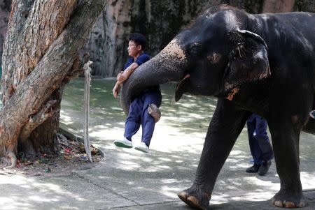 An elephant holds up a trainer during a performance for tourists at the Sriracha Tiger Zoo in the Chonburi province, Thailand June 7, 2016. REUTERS/Chaiwat Subprasom
