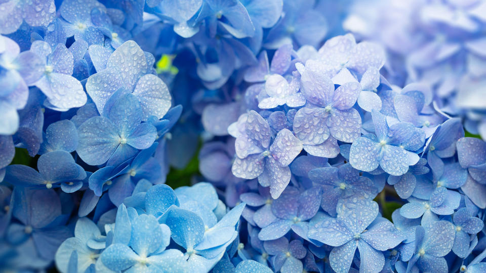 Petals of a blue hydrangea macrophylla