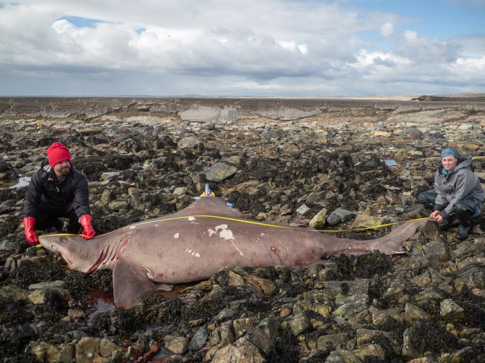 Nicholas Payne and Jenny Bortoluzzi with Trinity College Dublin measure a 14-foot long smalltooth sand tiger shark that washed up on the coast in Kilmore Quay in County Wexford, Ireland in April, the first time the species has been documented on the Irish coast.