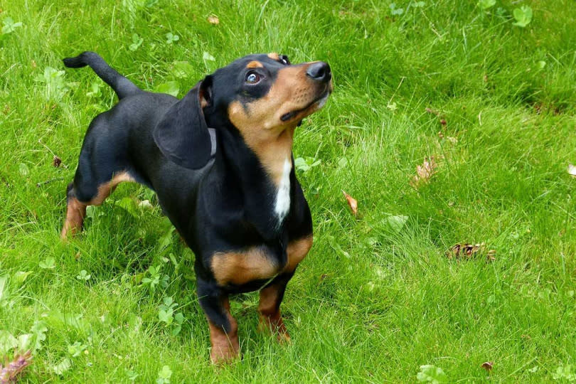 原產於德國的臘腸狗因短腿、長身的可愛模樣，是許多民眾喜愛的犬隻之一。（示意圖／Pixabay）