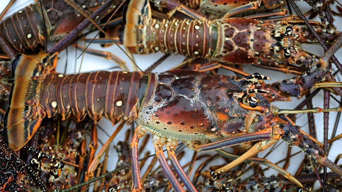 Minilobster season 2024 Here’s what to know before catching