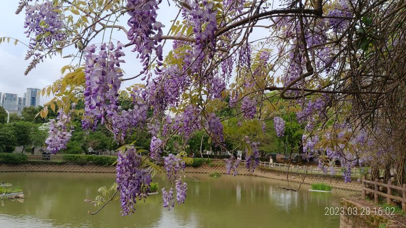 ▲龜山大湖紀念公園紫藤花隧道垂落於湖畔，搭配一旁的湖景美不勝收。（圖／翻攝Google地圖_周宗源攝）