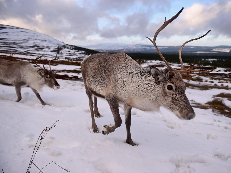 Reindeer