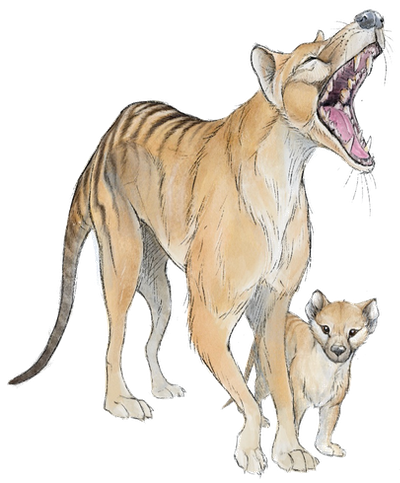 <span class="caption">The thylacine (<em>Thylacinus cynocephalus</em>), also known as the ‘Tasmanian tiger’ (it was neither Tasmanian, because it was once common in mainland Australia, nor was it related to the tiger), went extinct in Tasmania in the 1930s from persecution by farmers and habitat loss. Art by Eleanor (Nellie) Pease, University of Queensland.</span> <span class="attribution"><span class="source">Centre of Excellence for Australian Biodiversity and Heritage</span></span>